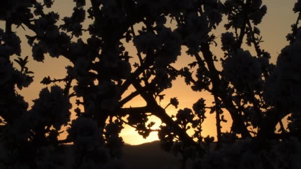 Matahari Terbenam Antara Cabang Almond — Stok Video