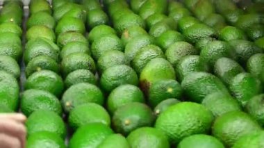 Endüstriyel bir sınıflandırma çizgisinde haass avokadolar yuvarlanıyor