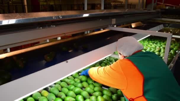 Женщины Выбрасывающие Авокадо Промышленную Линию Классификации — стоковое видео