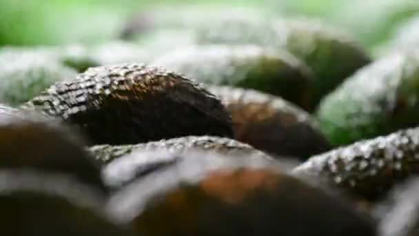 Avokadolar Endüstriyel Bir Sınıflandırma Çizgisinde Yuvarlanıyor — Stok video