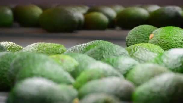 Avokado Sınıflandırması Endüstriyel Bir Hat Üzerinde Toplandı — Stok video