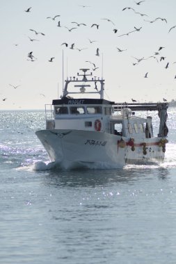 Kuşlarla dolu bir balıkçı gemisi limana giriyor.