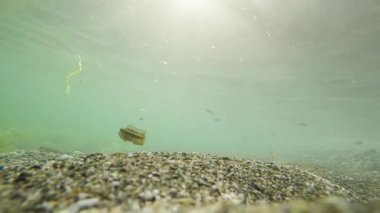Sıradan balıklar (Serranus Cabrilla) ve diğer su altı balıkları