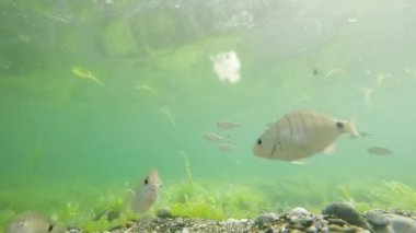 Küçük bir kumsalda yüzen balıklar