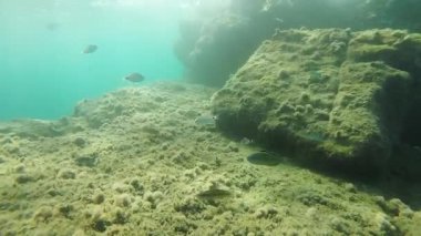 Sıradan balık (Serranus Cabrilla) ve boaldes (Saddled seabream) su altında