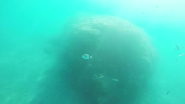Oblade Fische Schwimmen Der Nähe Des Felsens Und Der Oberfläche — Stockvideo
