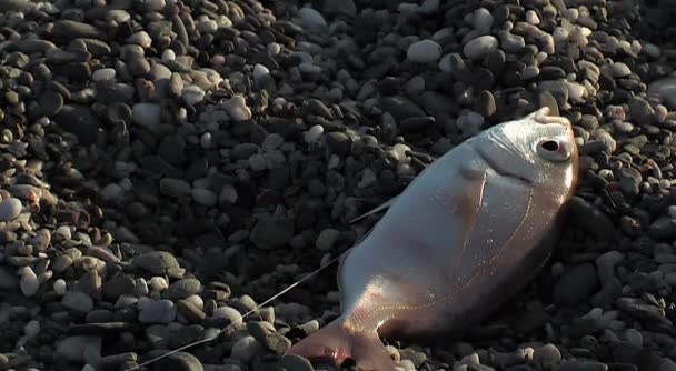 捕獲したばかりの魚 サーフキャスティング — ストック動画