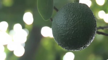 Avokado hass meyvesi Ağaç 24K