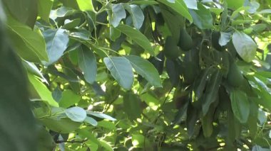 Avokado yaprakları bir avokado ağacında, yakınlaştır