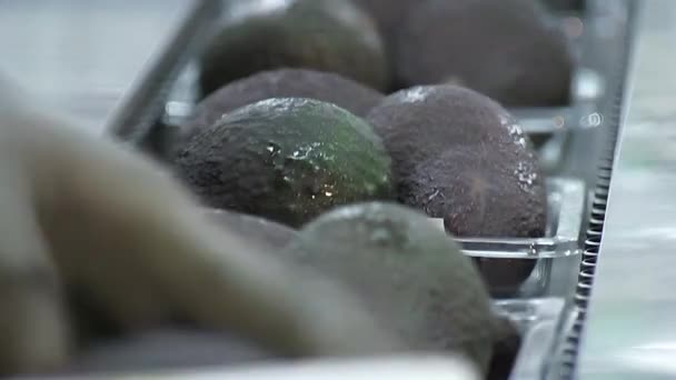 Reife Haß Avocados Trays Einer Verpackungslinie — Stockvideo