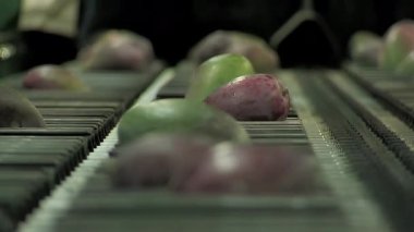 Paketleme hattında mango meyvesi 1055 bin.