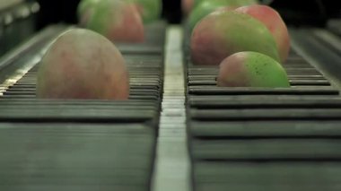 Ambalaj hattı içinde mango meyvesi 1210 4K