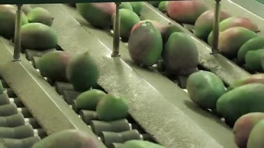 Mango meyvesi paketleme hattı 1877 4K