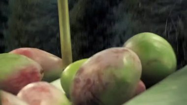 74K ambalaj hattında mango meyvesi