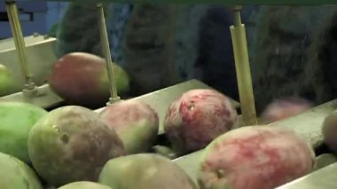 Paketleme hattında mango meyvesi 854 bin.