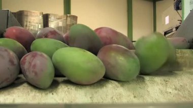 Paket hattında mango meyvesi 52 bin.