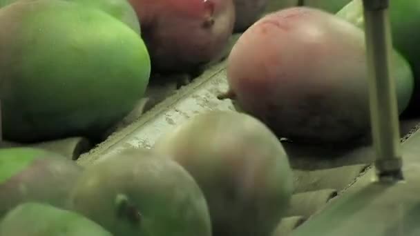 Φρούτα Μάνγκο Γραμμή Συσκευασίας15 — Αρχείο Βίντεο
