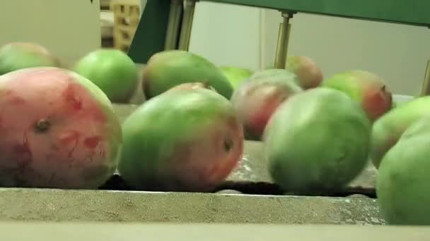 Mangofrüchte Verpackungslinie — Stockvideo