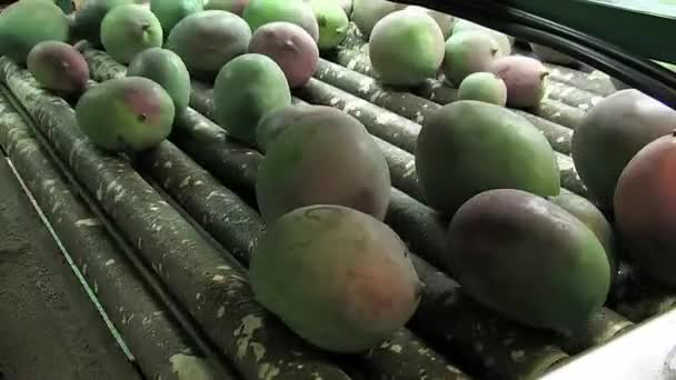 Mangofrüchte Verpackungslinie 105359 — Stockvideo