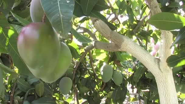 Плоды Манго Манго — стоковое видео
