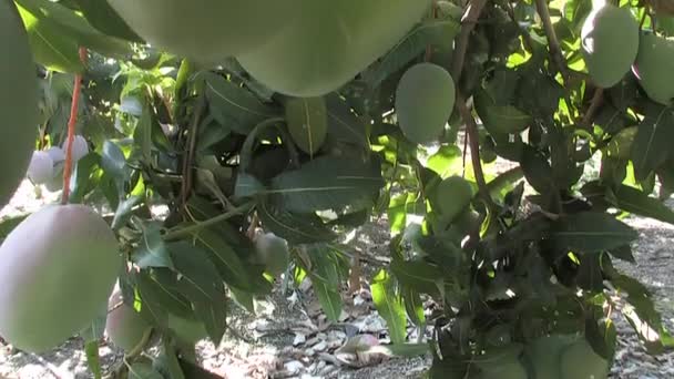Mangos Árbol Mango Inclinación — Vídeos de Stock