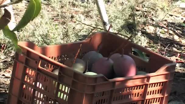 Farmer Collecting Mango Tropical Fruit — Stock Video