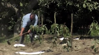 Çiftçi yeni ekilmiş avokadoların etrafındaki toprağı koşullandırıyor.