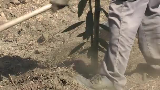 移植一棵小鳄梨树后的土壤条件 — 图库视频影像