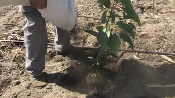 新しく植えられた小さなアボカドの木に基質を加える農民 — ストック動画