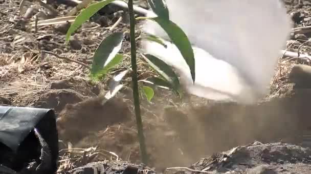 Añadir Sustrato Pequeño Árbol Aguacate Recién Plantado — Vídeos de Stock