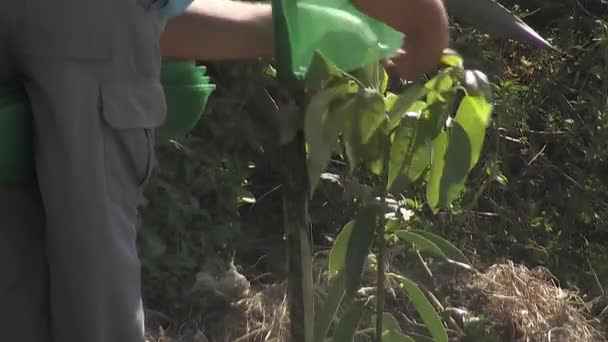 农民在一棵新种植的鳄梨树上放置保护网 — 图库视频影像