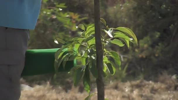 Βάζοντας Ένα Πράσινο Προστατευτικό Πλέγμα Ένα Πρόσφατα Φυτεμένο Δέντρο Αβοκάντο — Αρχείο Βίντεο