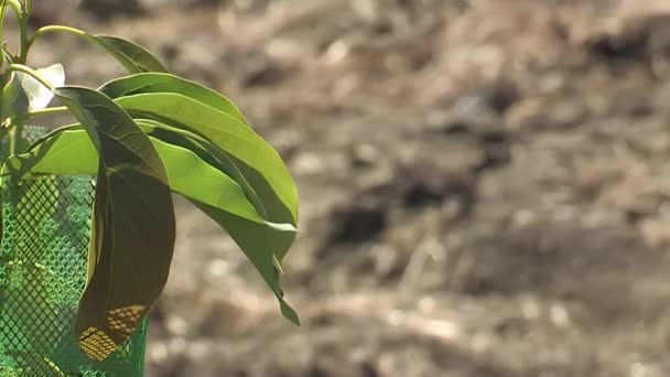 新种植的带有绿色保护网的小鳄梨树 — 图库视频影像