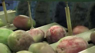 Mangolar işleme sanayi hattında yuvarlanıyor.