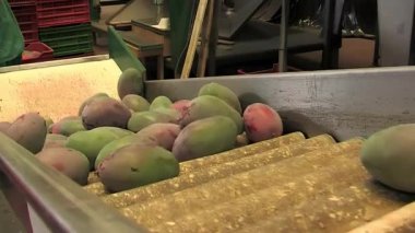 Endüstriyel bir işlem hattında toplanmış kutular dolusu mango boşaltılıyor.