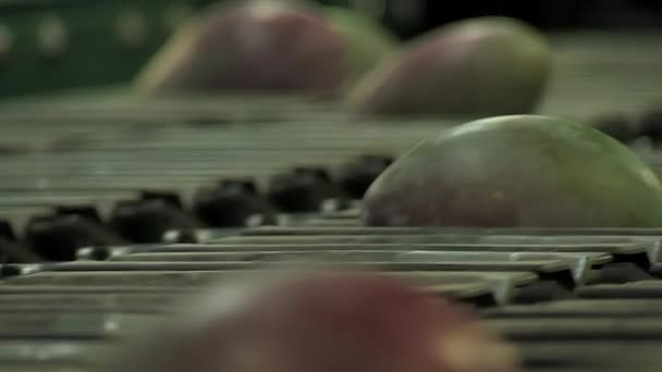 系列水果工业分级机中的芒果 — 图库视频影像