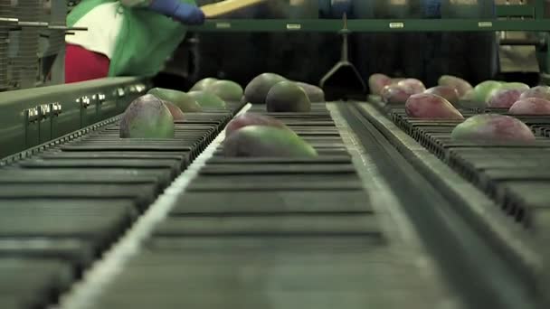 分類の産業ラインの重量そして形のために落ちるマンゴー — ストック動画