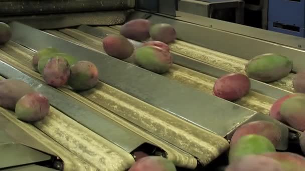 Mangofrüchte Die Gerade Geerntet Wurden Rollen Einer Industriellen Klassifizierungslinie — Stockvideo