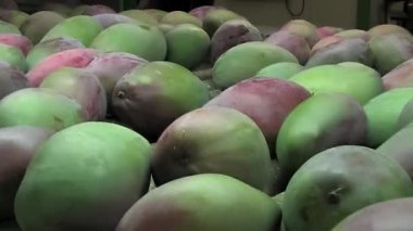 Mango endüstriyel bir ambalaj hattında yuvarlanıyor