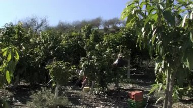 Mango ağaçlarının tropikal bir tarlasında mango hasat eden işçiler