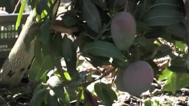 Mango ağacında mango