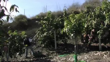 İşçi sopayla mango topluyor.