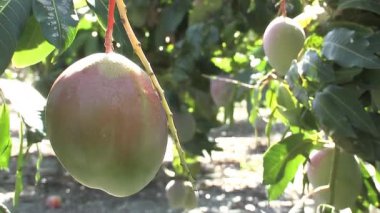 Mango ağacında asılı güzel bir mango meyvesi.