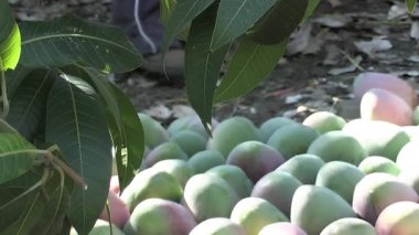 Mangolar toprağın altında toplandı.