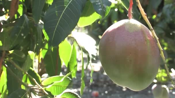 Colgado Mango Grande Árbol Mango — Vídeos de Stock