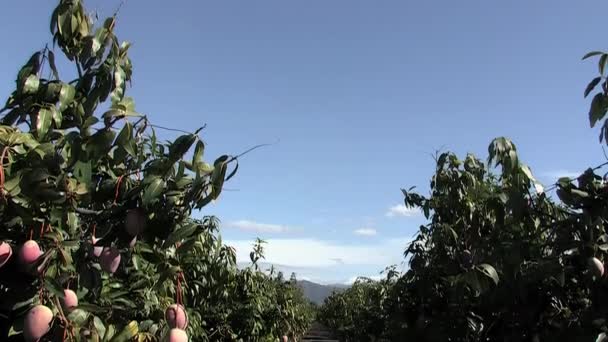 Plantación Árboles Mango Con Mangos Colgando Inclinación — Vídeo de stock