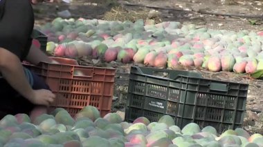 Mangoları, mango hasadında yere sermek.