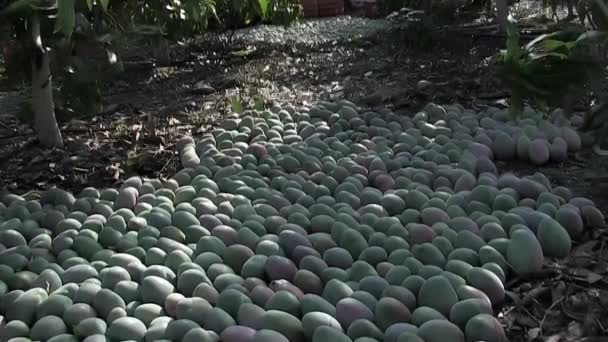 Mangues Fraîchement Récoltées Sol Lors Récolte Mangues — Video