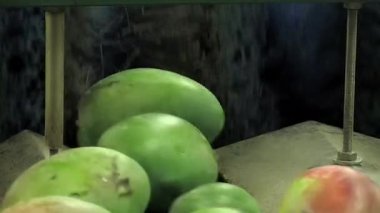 Meyve işleme sırasında mangolar