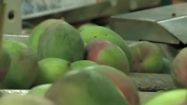 Mangolar endüstriyel bir meyve makinesinde yuvarlanıyor.